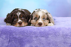 Miniature Australian Shepherd Puppies