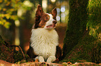 lying Miniature Australian Shepherd