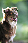 Miniature Australian Shepherd Portrait