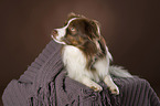 lying Miniature Australian Shepherd