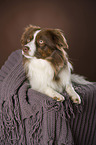 lying Miniature Australian Shepherd