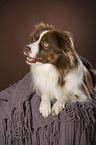 lying Miniature Australian Shepherd