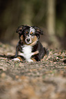 young Miniature Australian Shepherd