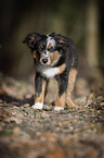 young Miniature Australian Shepherd