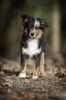 young Miniature Australian Shepherd