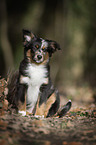 young Miniature Australian Shepherd