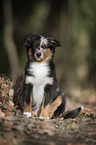 young Miniature Australian Shepherd