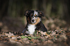 young Miniature Australian Shepherd