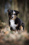 young Miniature Australian Shepherd