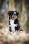 young Miniature Australian Shepherd