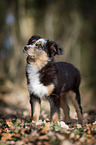 young Miniature Australian Shepherd