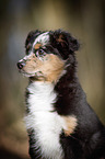 young Miniature Australian Shepherd