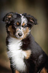 young Miniature Australian Shepherd