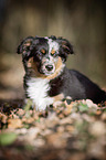 young Miniature Australian Shepherd