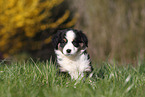 Miniature Australian Shepherd Puppy