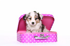 Miniature Australian Shepherd Puppy