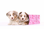 Miniature Australian Shepherd Puppies