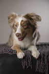 lying Miniature Australian Shepherd