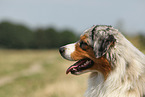 Miniature Australian Shepherd Portrait