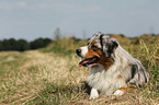 lying Miniature Australian Shepherd