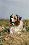 lying Miniature Australian Shepherd