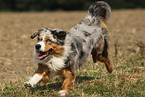 running Miniature Australian Shepherd