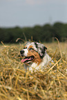 Miniature Australian Shepherd Portrait