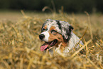 Miniature Australian Shepherd Portrait