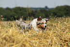 running Miniature Australian Shepherd