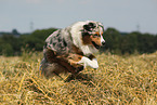 running Miniature Australian Shepherd