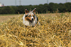 Miniature Australian Shepherd Portrait