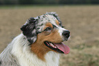 Miniature Australian Shepherd Portrait