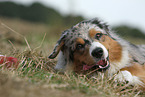 lying Miniature Australian Shepherd