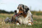 lying Miniature Australian Shepherd