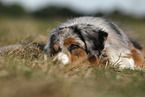 lying Miniature Australian Shepherd