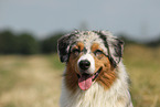 Miniature Australian Shepherd Portrait