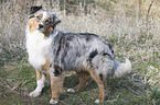 standing Miniature Australian Shepherd