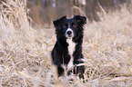 Miniature Australian Shepherd