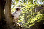 standing Miniature Australian Shepherd