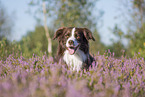 Miniature Australian Shepherd portrait