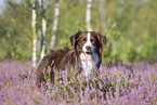 Miniature Australian Shepherd