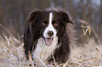 Miniature Australian Shepherd