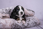 lying Miniature Australian Shepherd Puppy