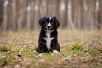 sitting Miniature Australian Shepherd Puppy