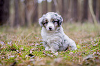 sitting Miniature Australian Shepherd Puppy