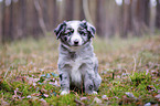 sitting Miniature Australian Shepherd Puppy