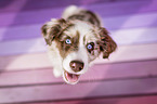 Miniature Australian Shepherd Puppy