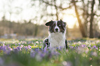 lying Miniature Australian Shepherd