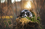 lying Miniature Australian Shepherd