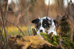 lying Miniature Australian Shepherd